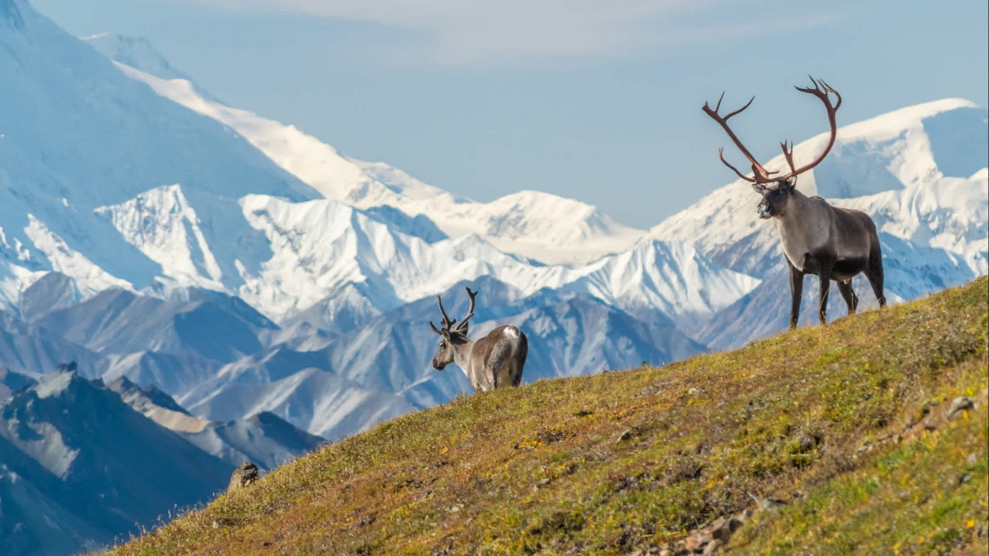 Croisières en Alaska : tout ce que vous devez savoir pour une aventure parfaite